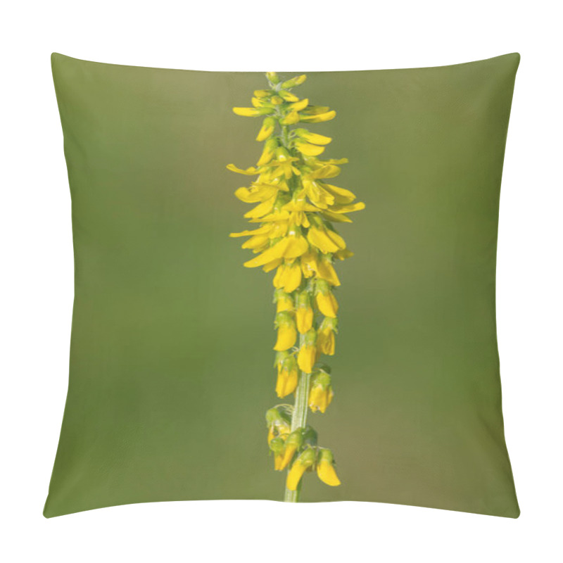 Personality  Close Up Of Sweet Yellow Clover (melilotus Officinalis) Flowers In Bloom Pillow Covers