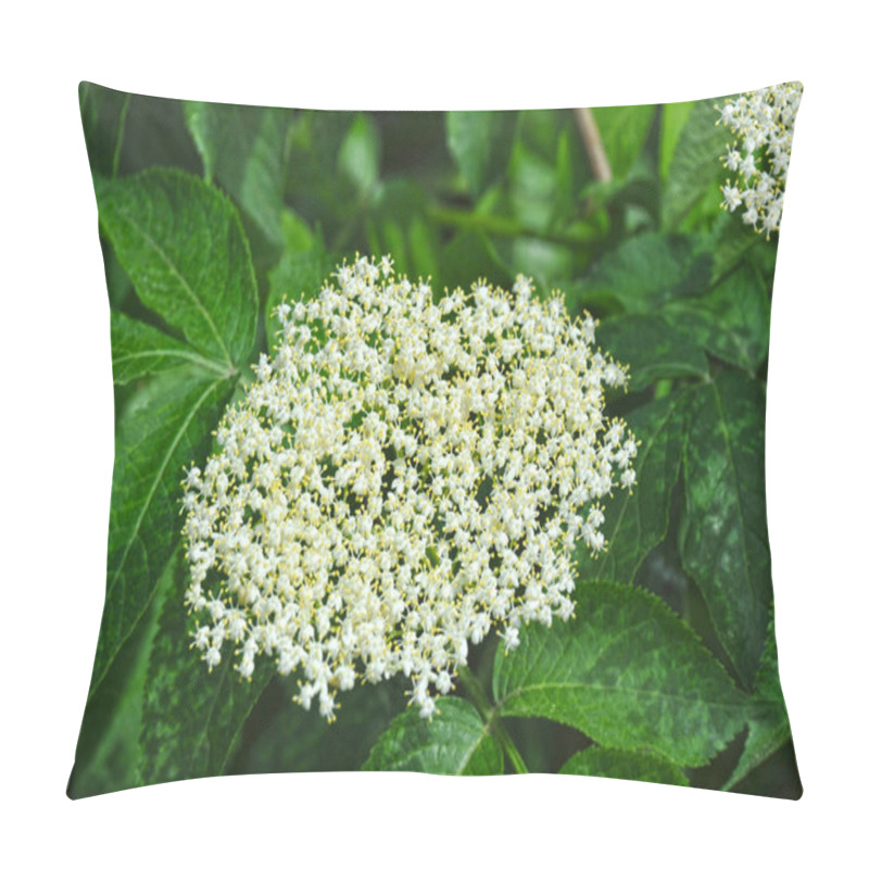 Personality  White Elderberry Blossom Pillow Covers