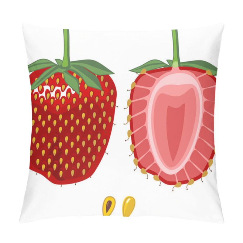 Personality  Internal And External Structure Of Strawberry Aggregate Fruit Isolated On White Background Pillow Covers