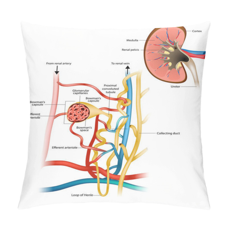 Personality  Structure Of The Nephron And Glomerular Filtration Or Glomerulus. Nephrology. Renal Physiology. Pillow Covers