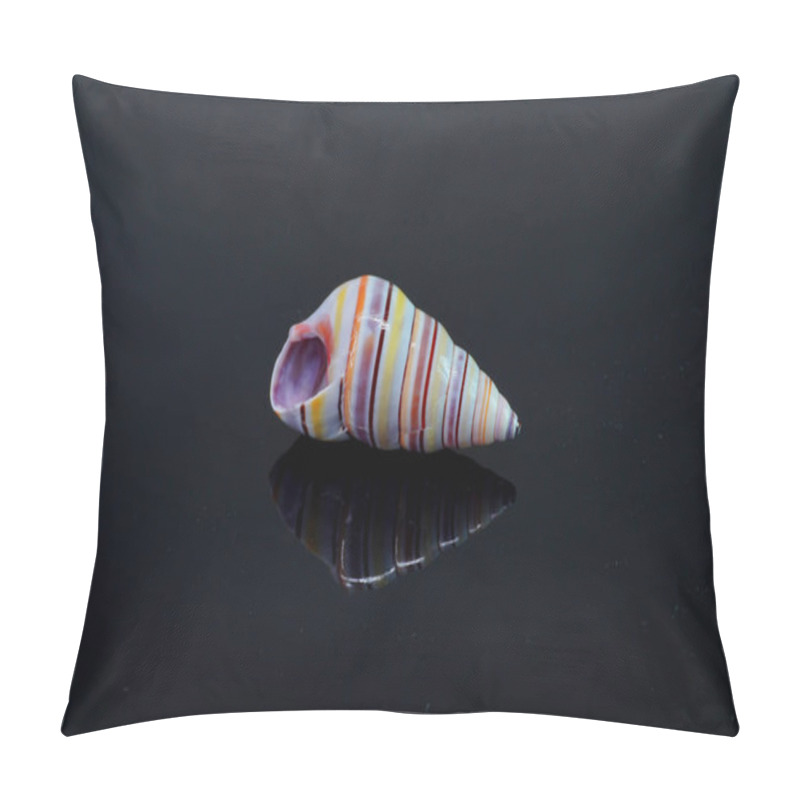 Personality  Candy Cane Snail Isolated On Black Background. Candy Cane Snail (Liguus Virgineus) Is A Species Of Tree-living Snail Native To The Caribbean Island Of Hispaniola In Haiti And The Dominican Republic. Pillow Covers