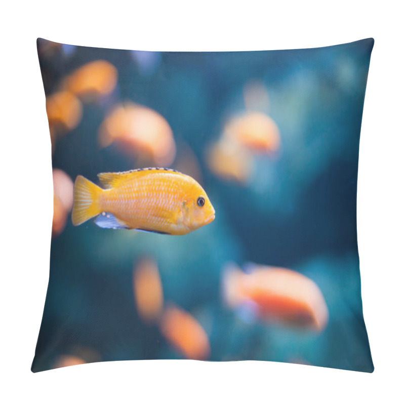 Personality  Coral Reef Fishes In The Water. Beautiful Underwater Photos Pillow Covers