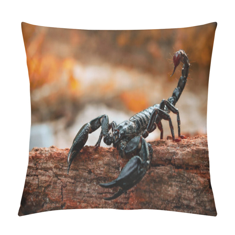 Personality  Emperor Scorpion Crawling On Wood Pillow Covers