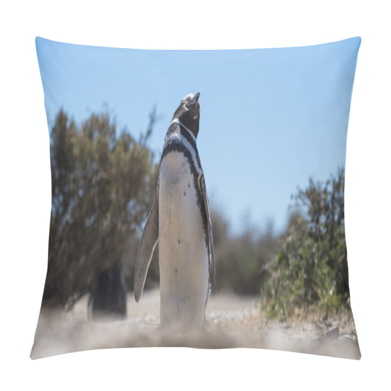 Personality  Beautiful Isolated Penguin Dwelling Free In A Natural National Park In North Patagonia Near The City Of Puerto Madryn In Argentina. Unesco World Heritage As Natural Reserve Park In A Summer Day. Pillow Covers