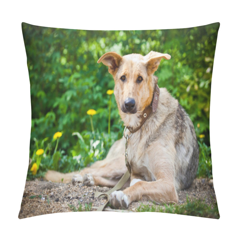 Personality  Breed Dog Outdoors Pillow Covers