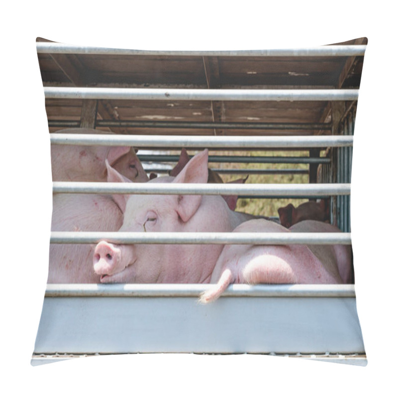 Personality  Closeup Pigs On Truck Transport Pillow Covers