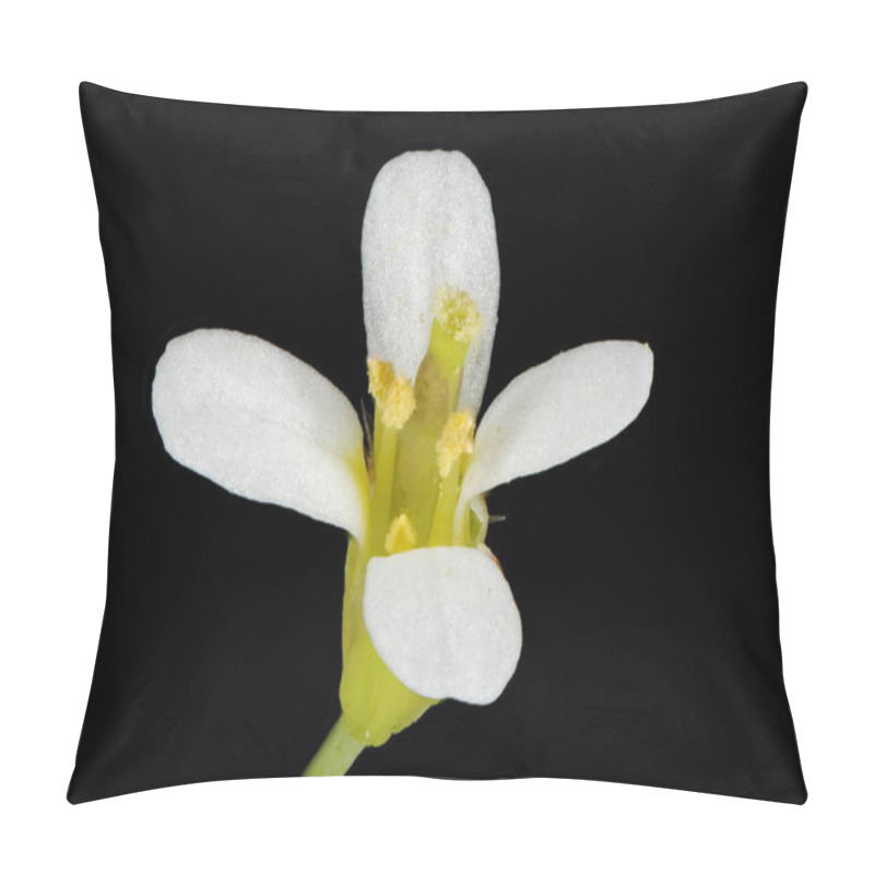 Personality  Thale Cress (Arabidopsis Thaliana). Flower Closeup Pillow Covers