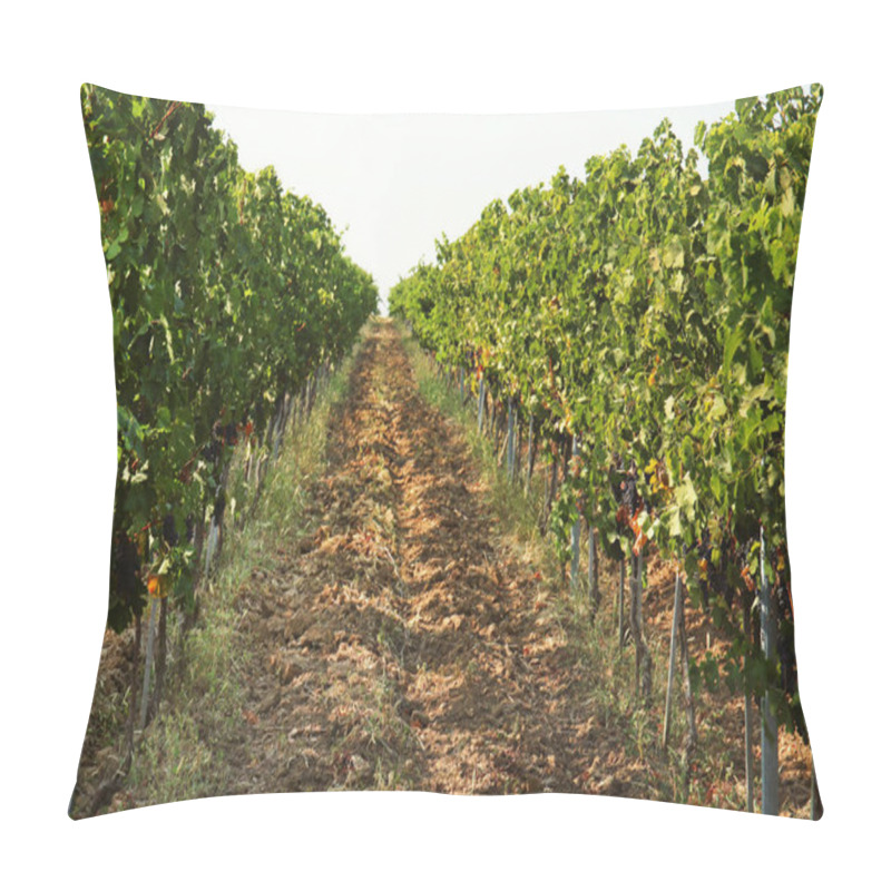 Personality  View Of Vineyard Rows With Fresh Ripe Juicy Grapes On Sunny Day Pillow Covers