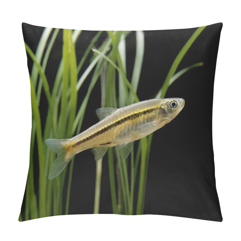 Personality  Red-tailed Rasbora, Juvenile, Rasbora Borapetensis   Pillow Covers