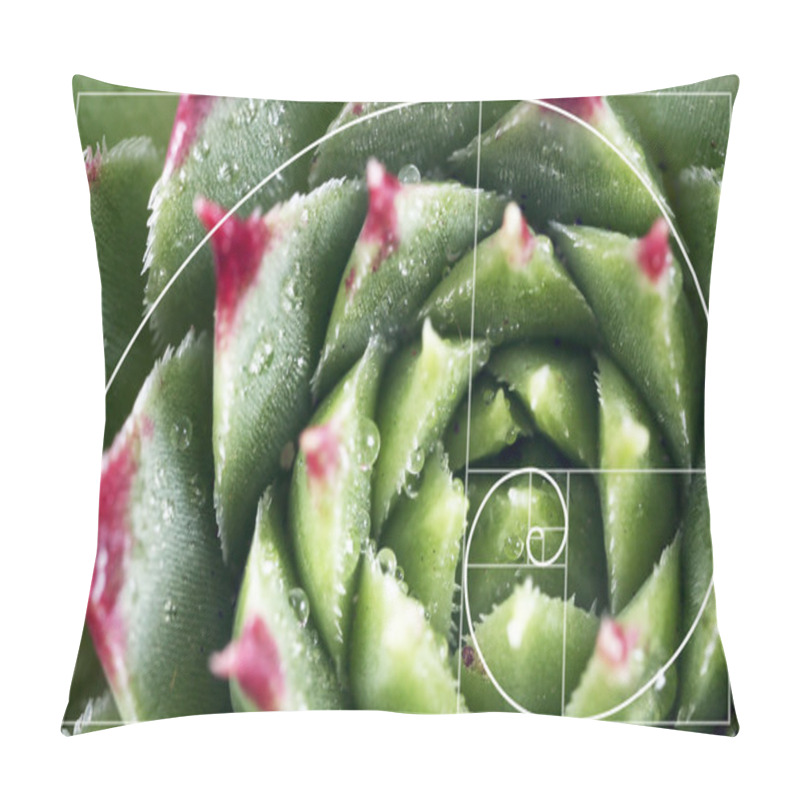 Personality  Spiral Arrangement In Nature Pillow Covers