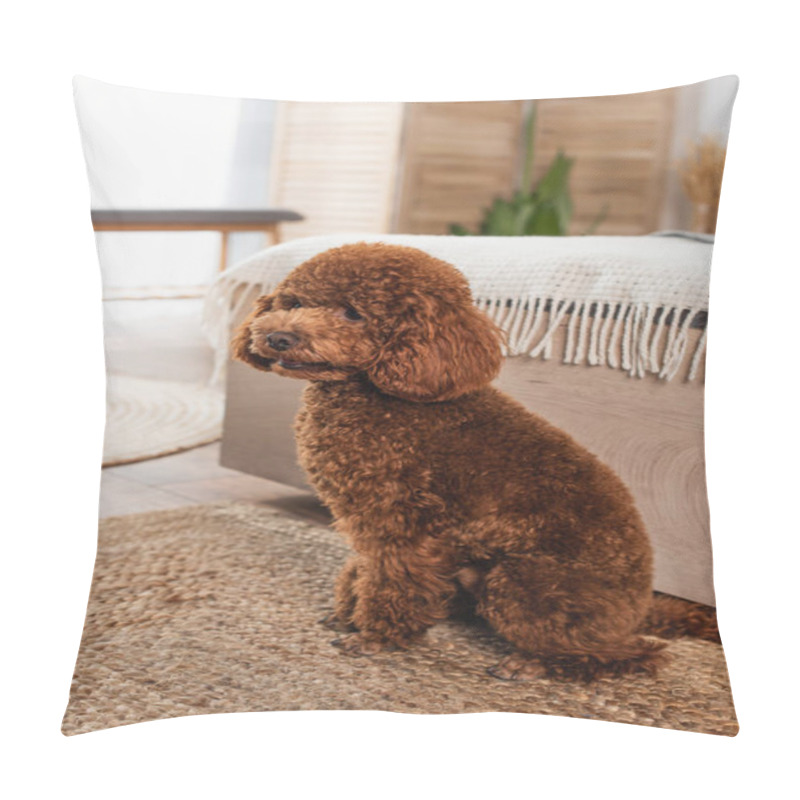 Personality  Groomed Poodle Sitting On Rattan Carpet Near Bed Pillow Covers