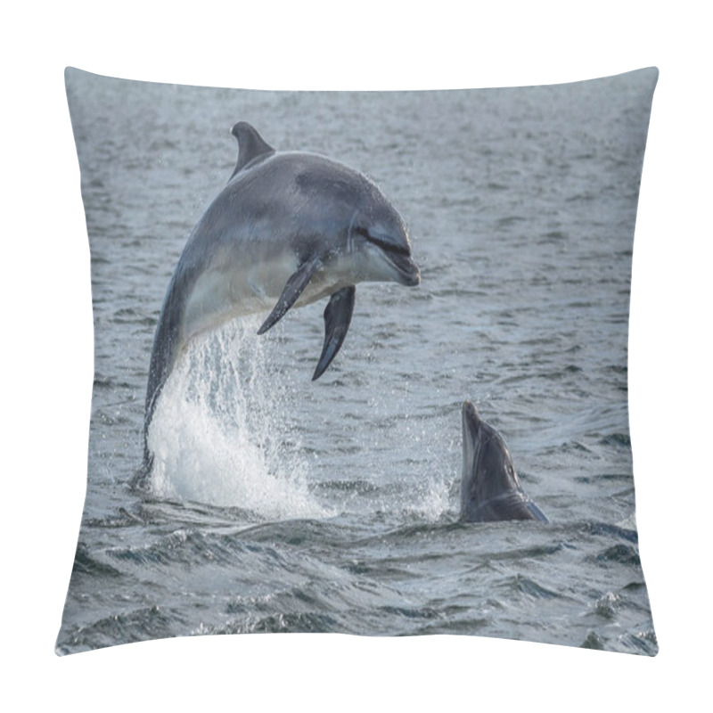 Personality  Wild Bottlenose Dolphins Jumping Out Of Ocean Water At The Moray Firth Near Inverness In Scotland Pillow Covers