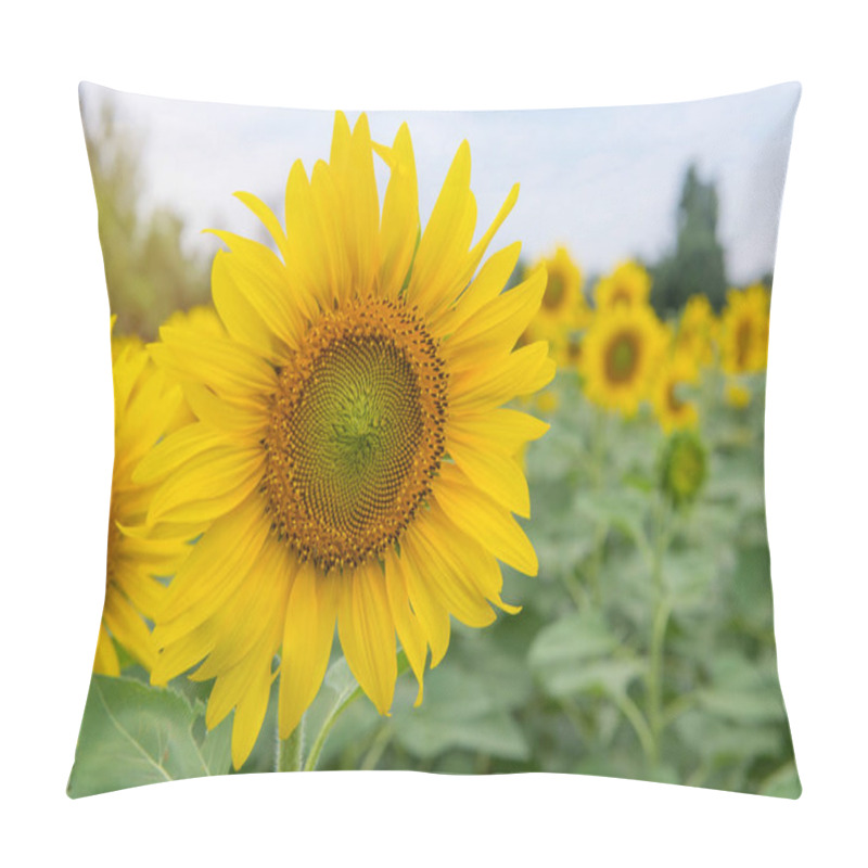 Personality  Beautiful Of Sunflower Blooming In Sunflowers Garden Pillow Covers