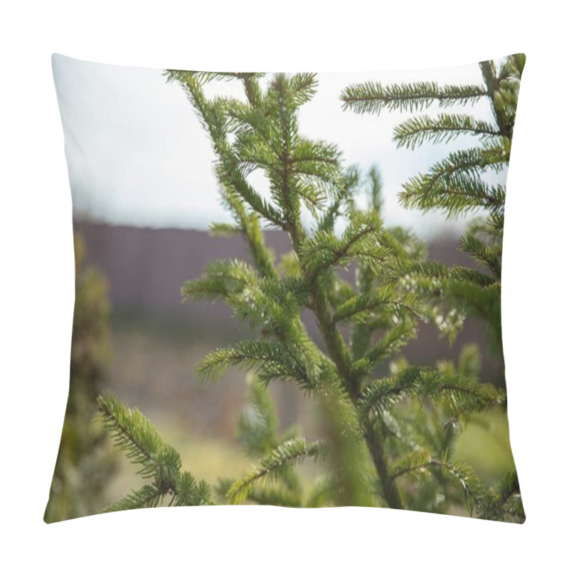 Personality  Green Fir Branches In Sunlight  A Symbol Of New Year And Holiday Spirit Pillow Covers