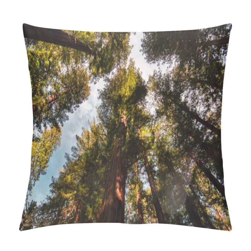 Personality  Laytonville, United States - February 2020: A Low Angle View Of Giant Sequoia Lined Up Next To The Road Avenue Of The Giants Pillow Covers