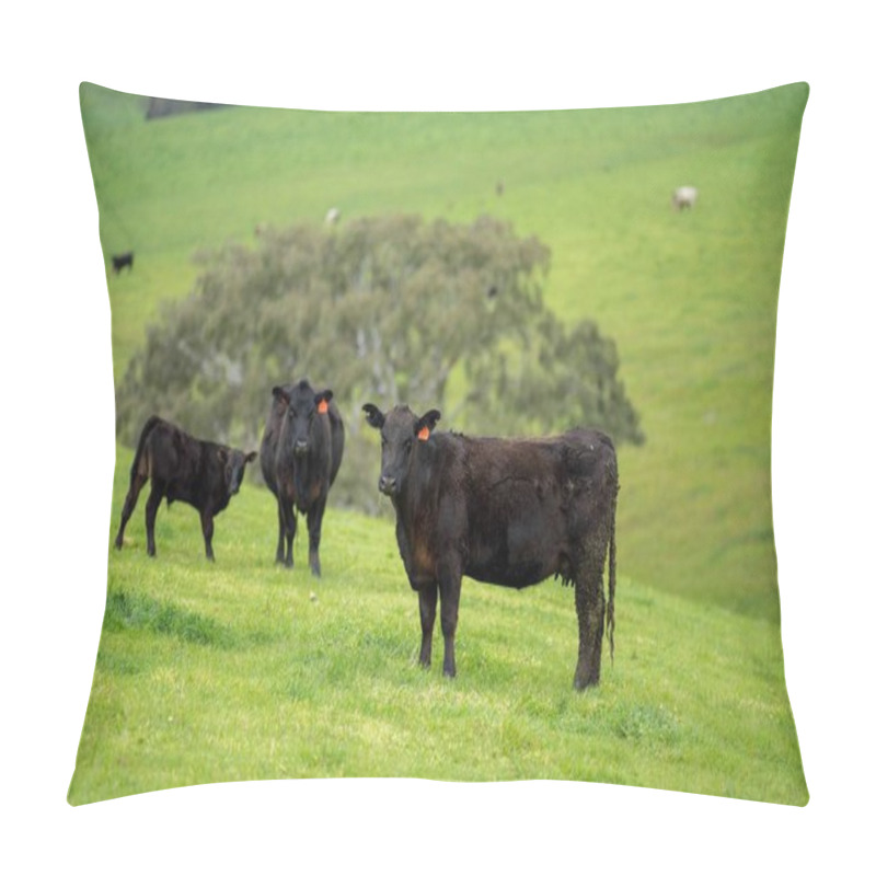 Personality  Close Up Of Stud Beef Bulls And Cows Grazing On Grass In A Field, In Australia. Eating Hay And Silage. Breeds Include Speckled Park, Murray Grey, Angus, Brangus And Wagyu. Pillow Covers