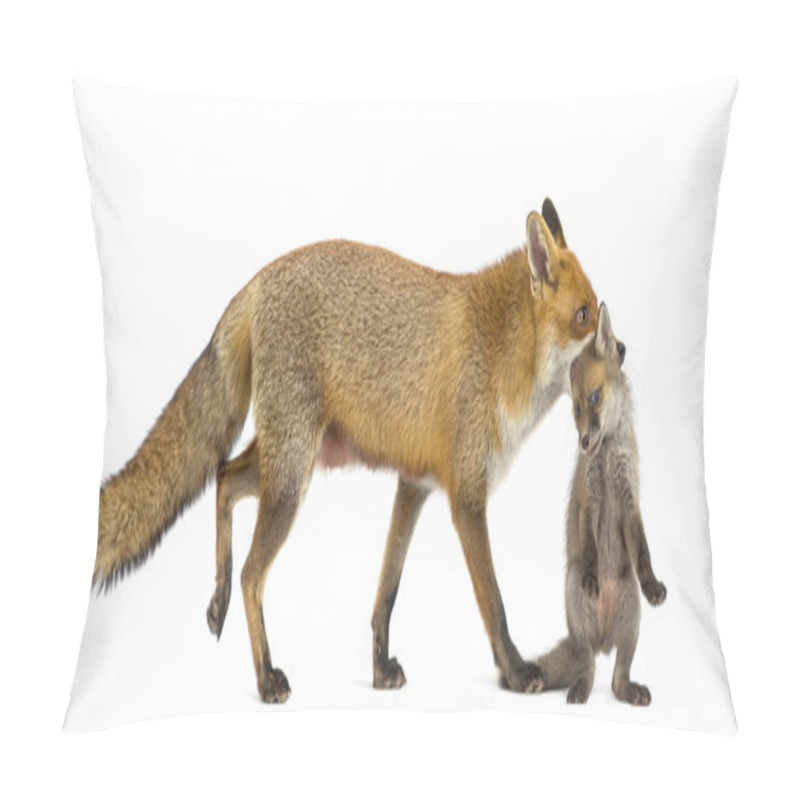 Personality  Mother Fox Carrying Her Cub (7 Weeks Old) In Front Of A White Ba Pillow Covers