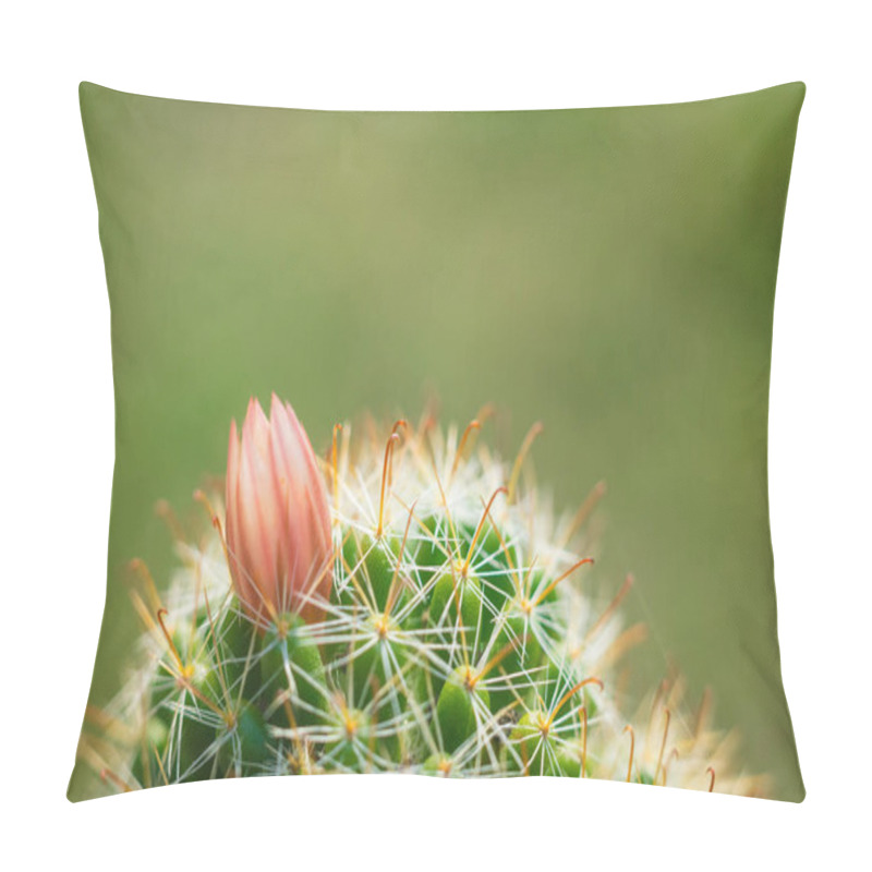 Personality  Close Up Macro Of Beautiful Orange Cactus Flowers With White Cactus Spines On Green Cactus Background. Pillow Covers