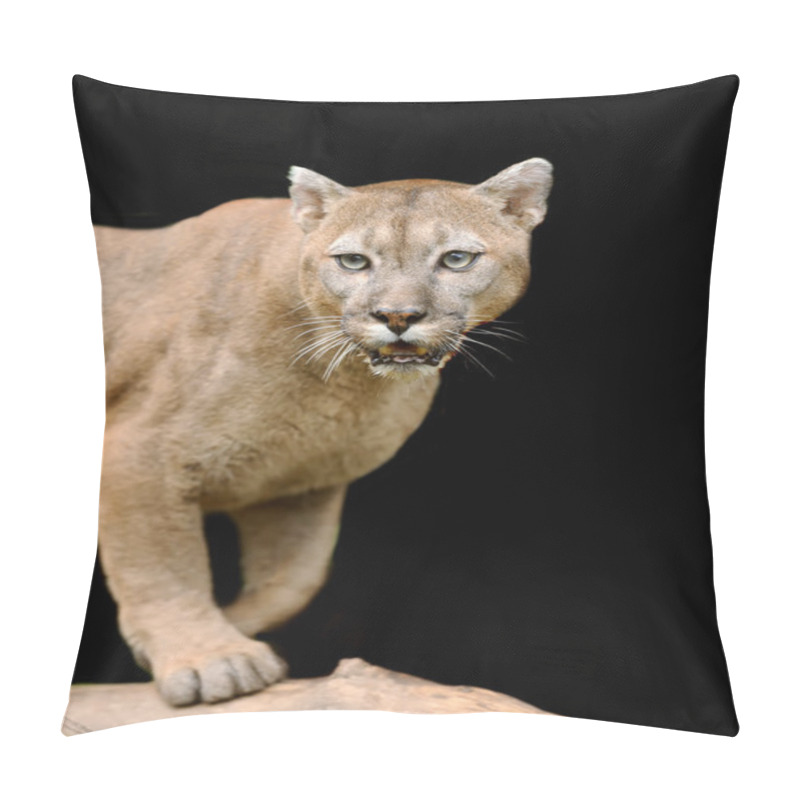 Personality  Cougar Pillow Covers