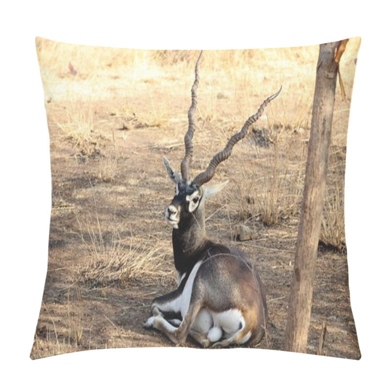 Personality  Black Buck, Sasan Gir, Gujarat, India, Asia Pillow Covers