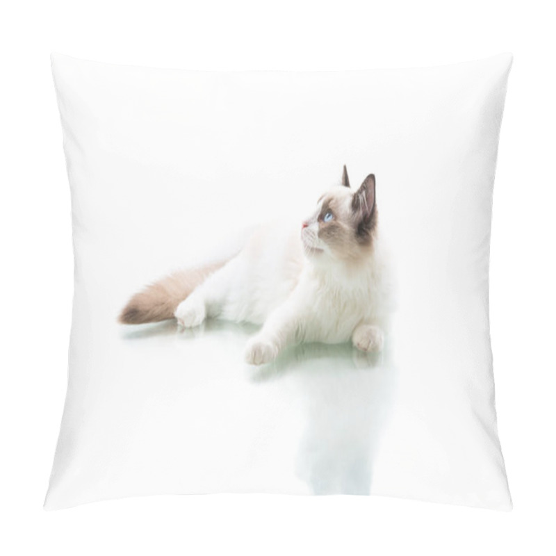 Personality  Young Beautiful Ragdoll Cat Isolated On White Background Pillow Covers