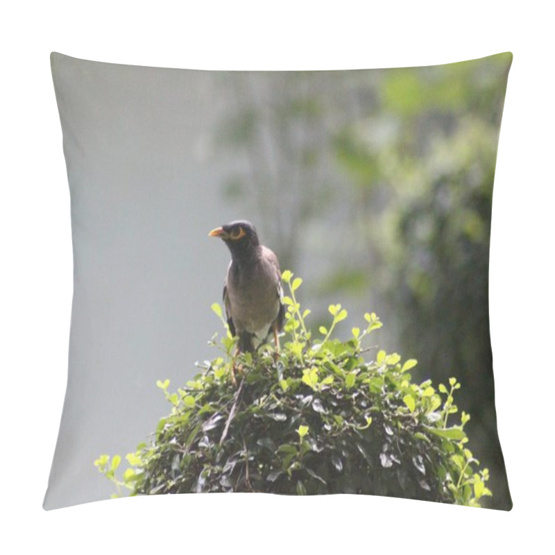 Personality  Common Myna Bird Sitting On Top Of A Bush Outside Nature Pillow Covers