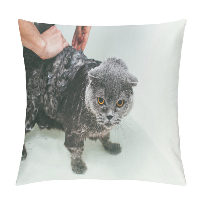 Personality  Grey Scottish Fold Cat Takes A Bath With His Owner. She Takes Care Of Him And Thoroughly Washes His Fur Pillow Covers