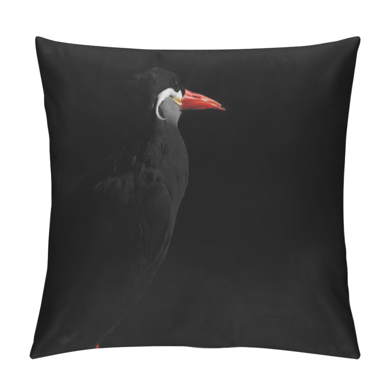 Personality  Close-up Of An Inca Tern, Lit By The Sun Against A Black Background. This Striking Black Bird With A Bright Red Beak Occupies Part Of The Same Habitat Ruled By Ancient Inca Empire In South America. Pillow Covers