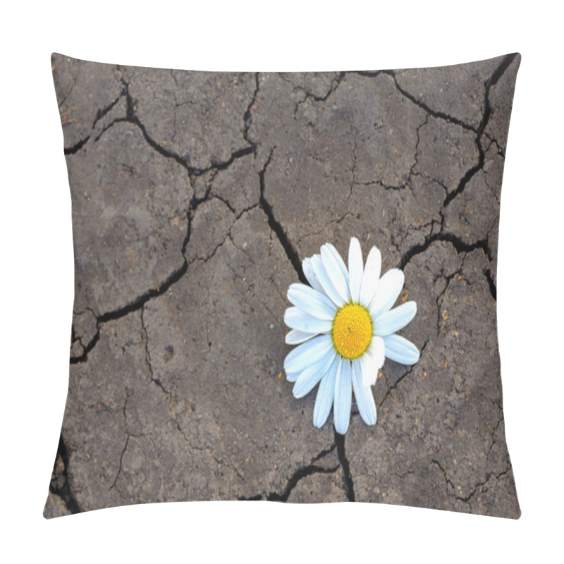 Personality  Chamomile Flower Is Located On Cracked Soil. Climate Change And Drought Concept Pillow Covers