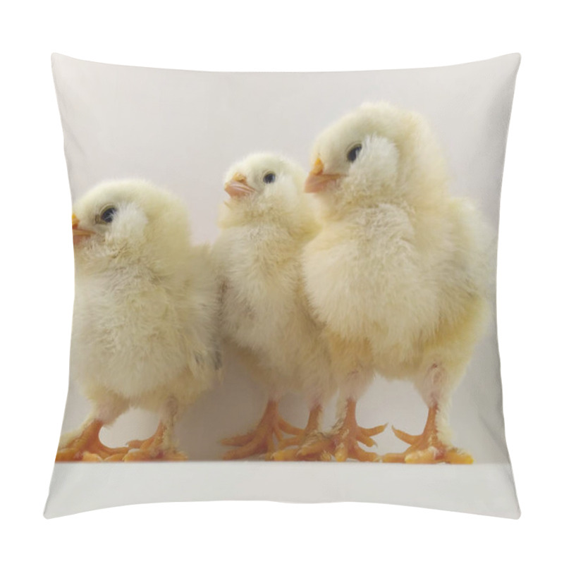 Personality  French Breed Chick Trio Called Salmon Faverolles Pillow Covers