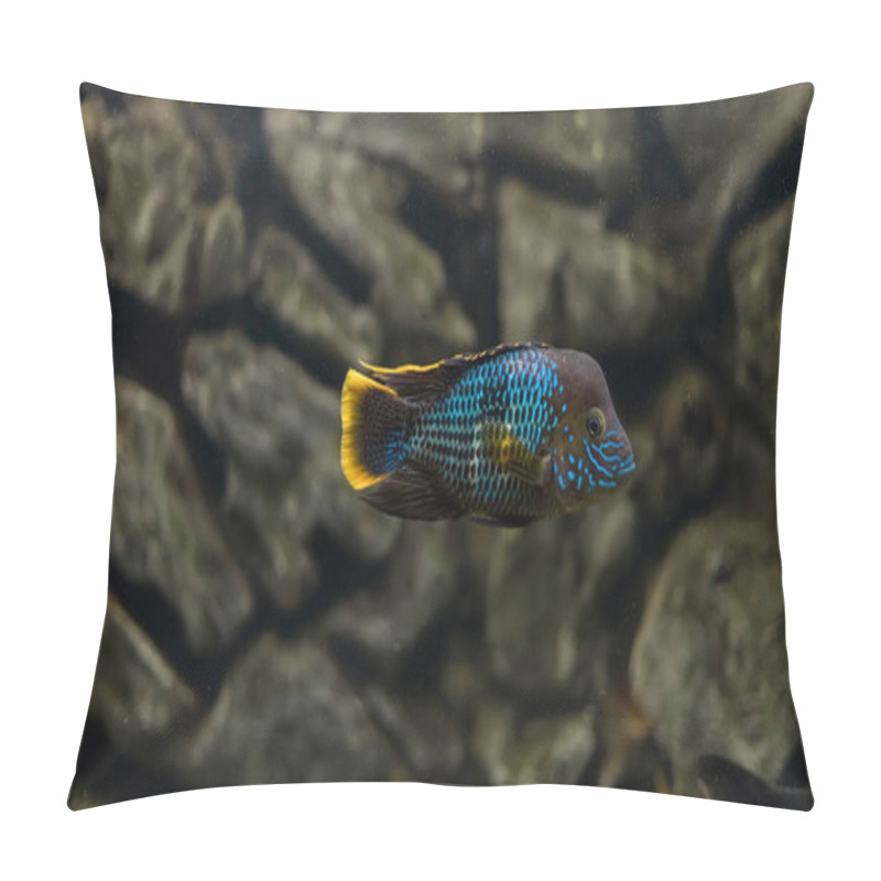 Personality  Acara. Turquoise Acara In The Aquarium Pillow Covers