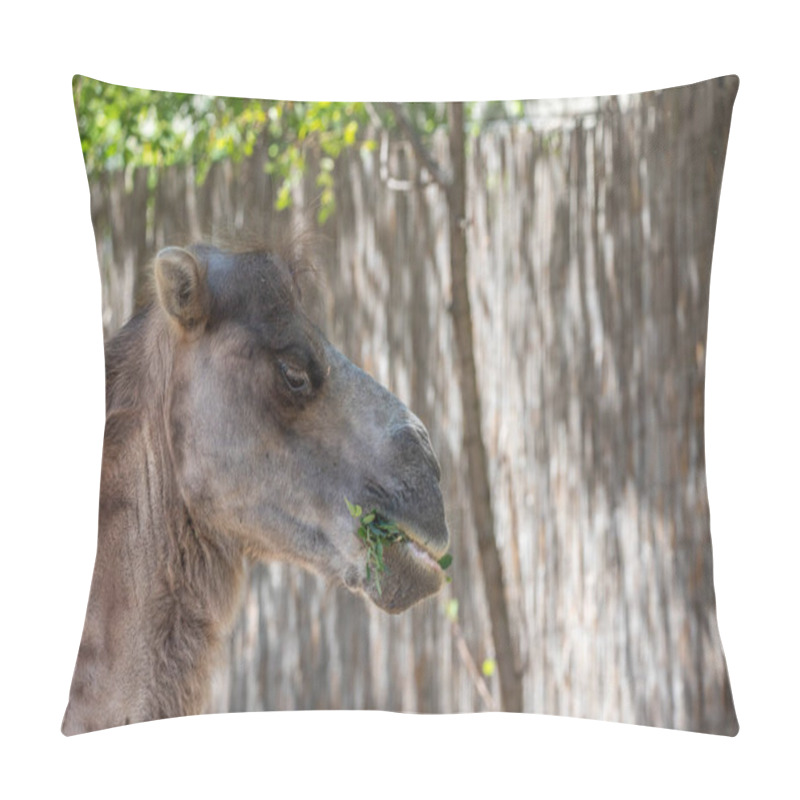 Personality  Portrait Of A Camel, Camelus Ferus, In The Zoo. Big Eyes, Funny Look And Soft Fur, An Animal In The Zoo Of Siofok, Balaton Pillow Covers