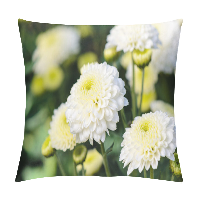 Personality  White Chrysanthemum Morifolium Flowers In Garden Pillow Covers