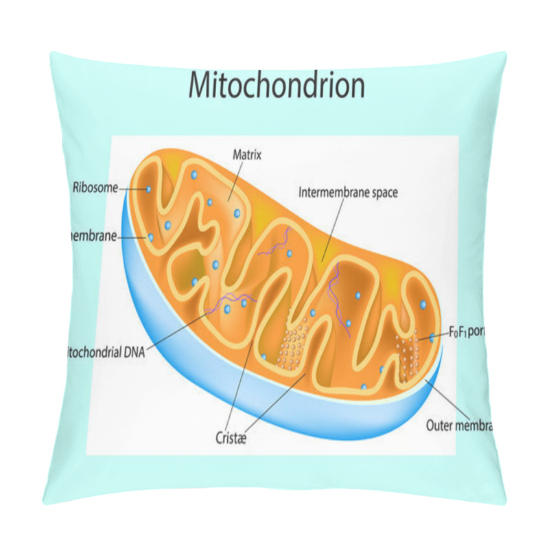 Personality  Mitochondrion. Components Of A Typical Mitochondrion. Structure. Interactive Diagram Pillow Covers