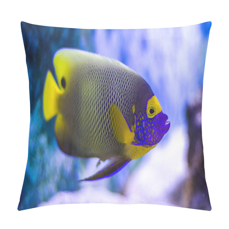 Personality  The Underwater World. Bright Exotic Tropical Coral Fish In The Red Sea Artificial Environment Of The Aquarium With Corals And Algae Aquatic Plants Pillow Covers