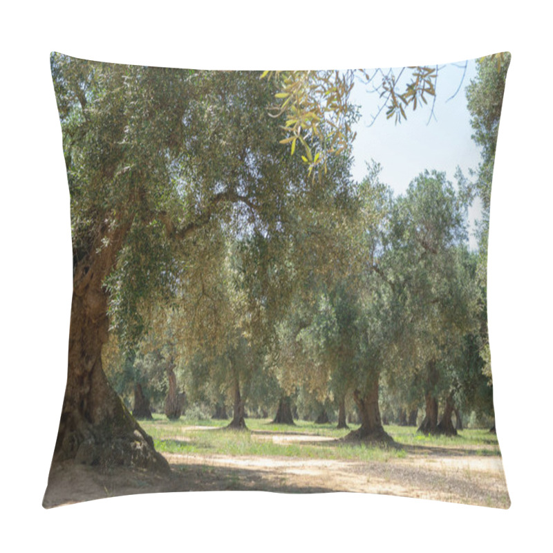 Personality  Very Old Olive Trees In Apulia, Italy, Famous Center Of Extra Virgine Olive Oil Production Pillow Covers