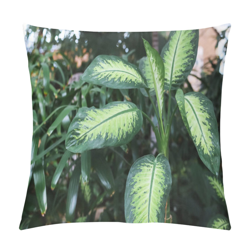 Personality  Beautiful Green Plant In Amusement Park, Closeup Pillow Covers