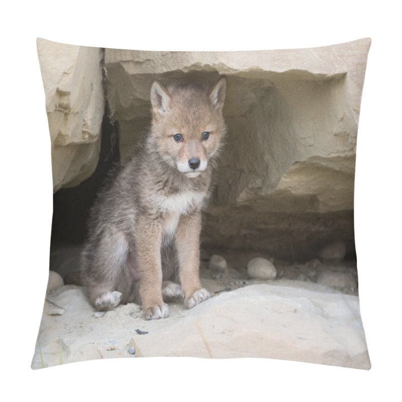 Personality  Coyote In Wild, Animal. Nature, Fauna Pillow Covers