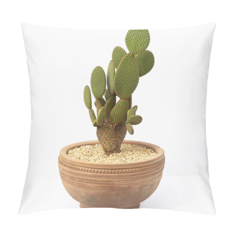 Personality  Orange Bunny Ears Cactus Opuntia Microdasys Plant In A Clay Pot On A White Isolated Background Pillow Covers