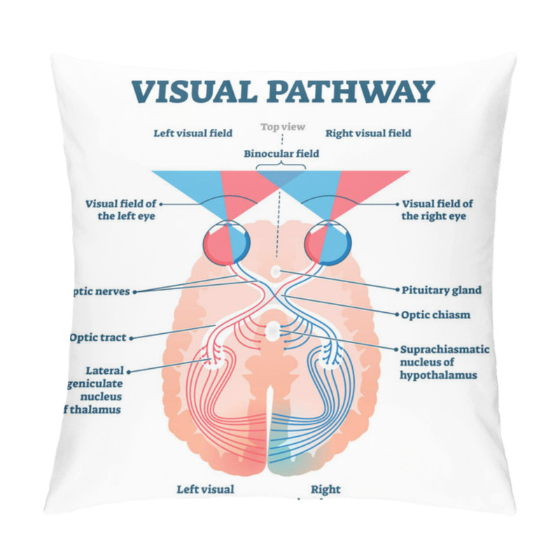 Personality  Visual Pathway Medical Vector Illustration Diagram Pillow Covers