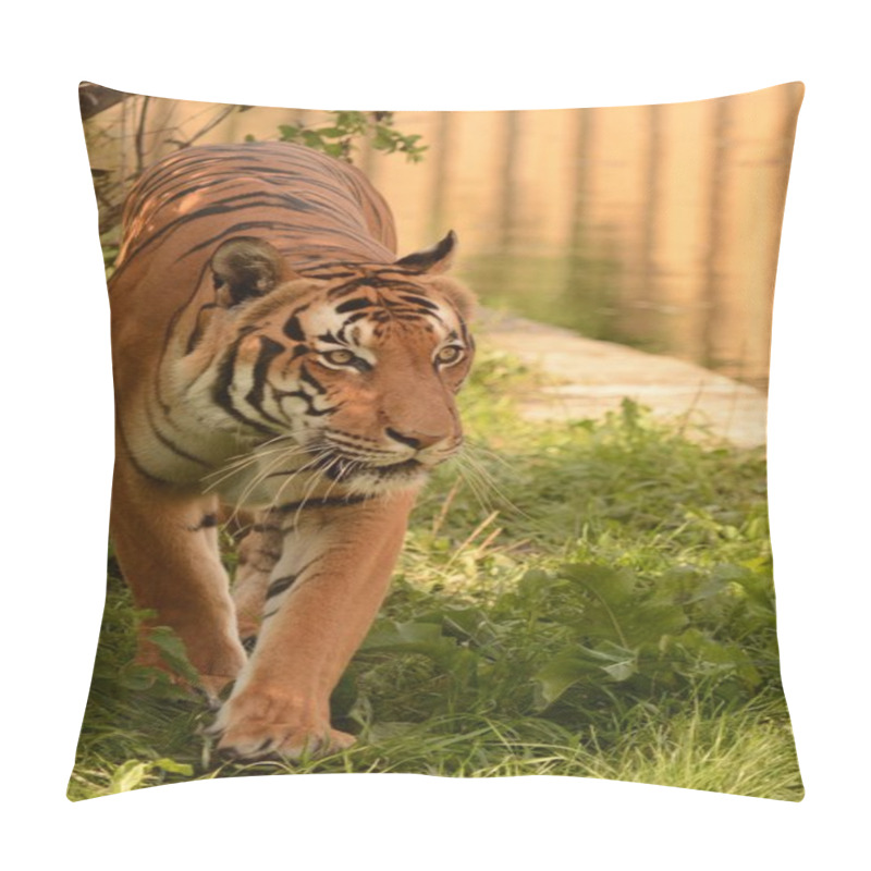 Personality  Tiger. Pillow Covers