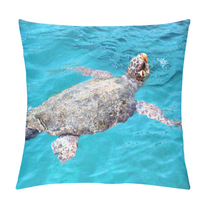 Personality  Sea Turtle 