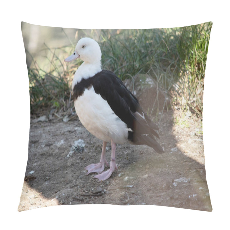 Personality  The Radjah Shelduck Is White With A Chestnut Band Across Its Chest.  Pillow Covers