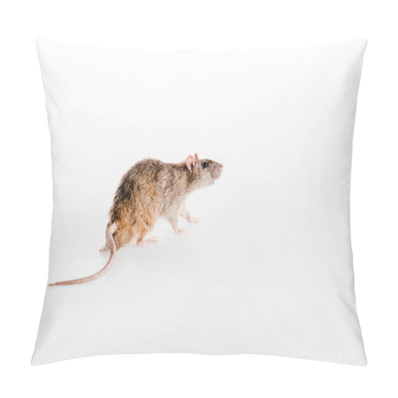 Personality  Small And Fluffy Rat Running On White  Pillow Covers