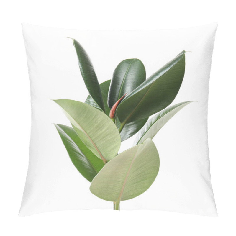 Personality  Beautiful Rubber Plant On White Background. Home Decor Pillow Covers