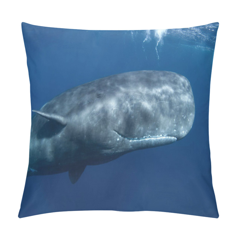 Personality  Sperm Whale Is Playing Under Surface. Playful Whale In Indian Ocean. Extraordinary Marine Life. Pillow Covers