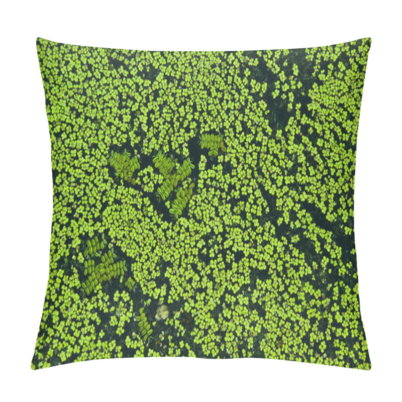 Personality  Green Duckweed Covers The Surface Of The Pond With Fresh Water Pillow Covers