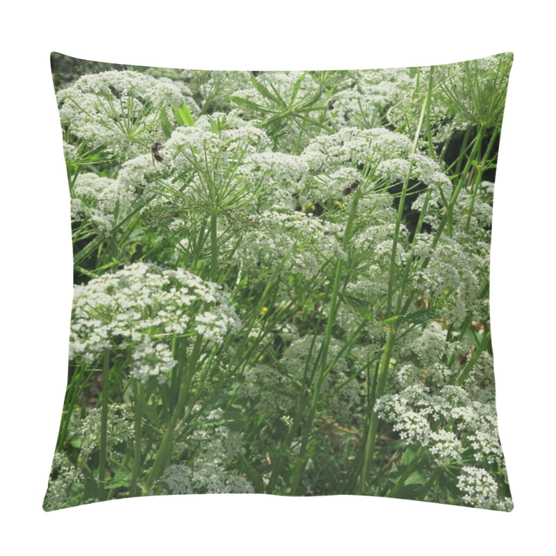 Personality  Aegopodium Podagraria, Plant, Weed Edible, Multiply Pillow Covers