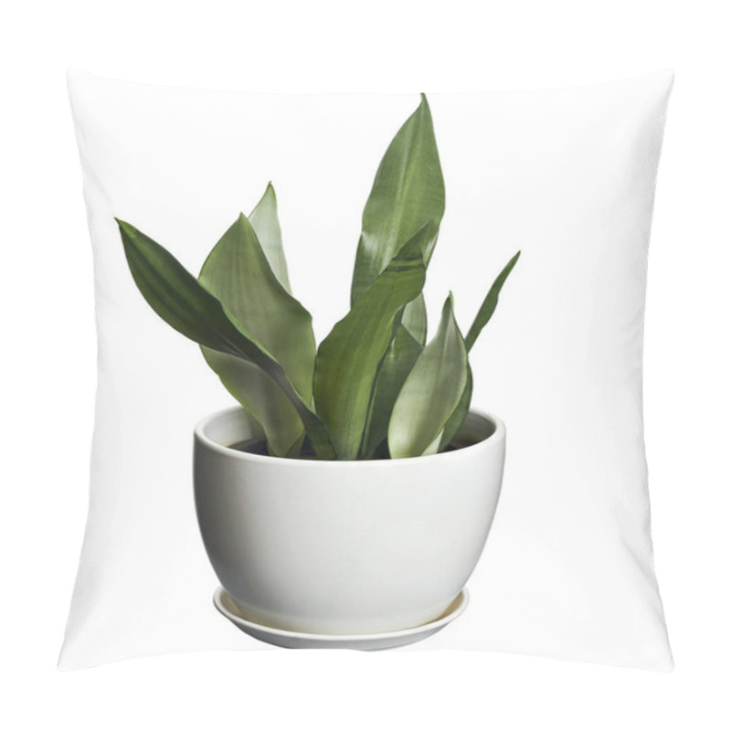 Personality  Sansevieria Moonshine In White Pot, Moonshine Snake Plant, Isolated On White Background With Clipping Path                                                    Pillow Covers