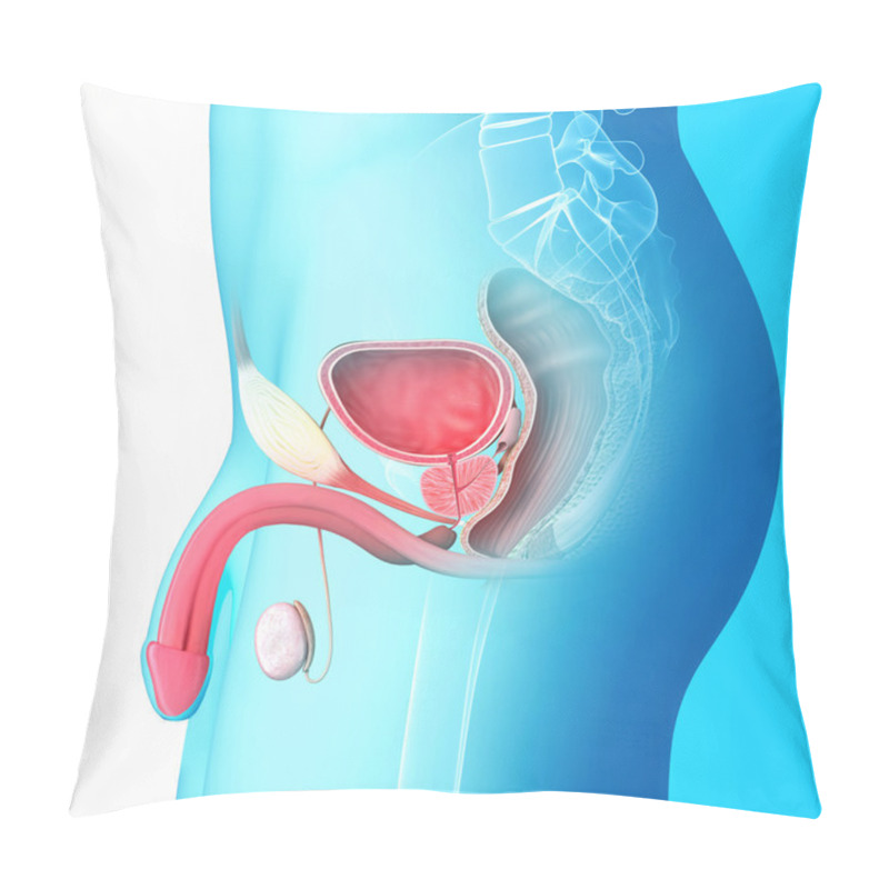 Personality  Illustration Of Male Reproductive System And Anatomy Of Penis Pillow Covers